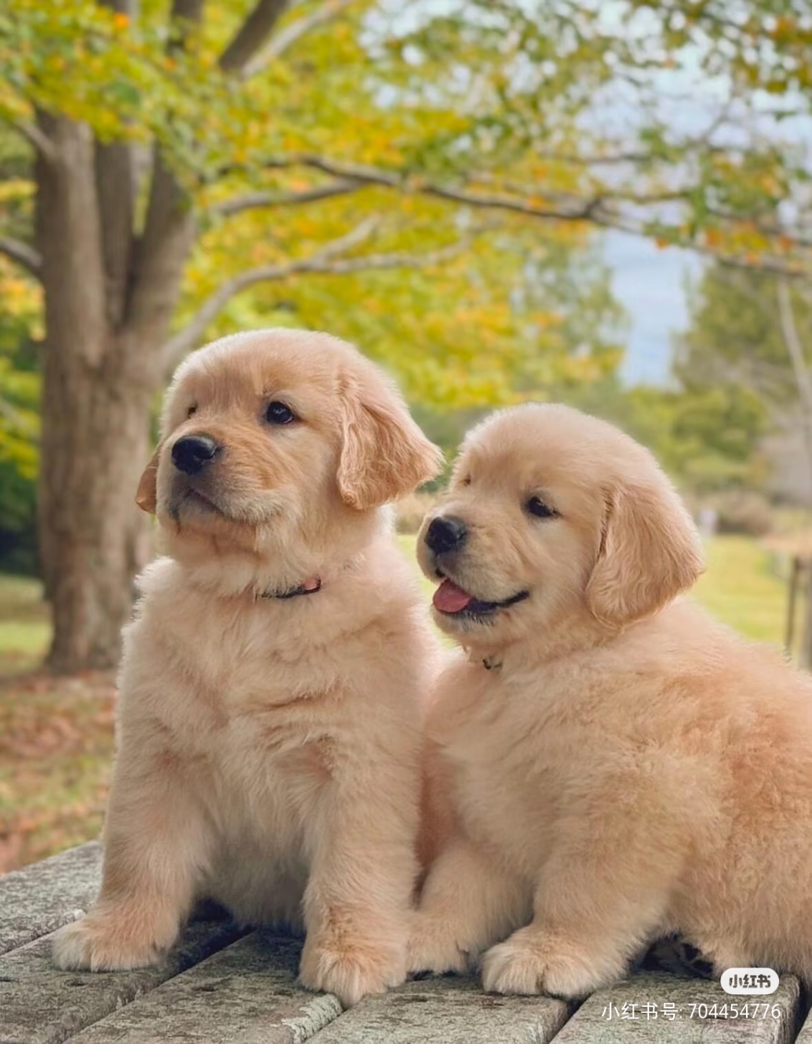 大骨架金毛寻回犬